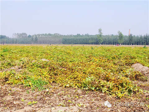 一望無際的山藥基地。據(jù)說，一季山藥后，土地需要五年才能恢復。