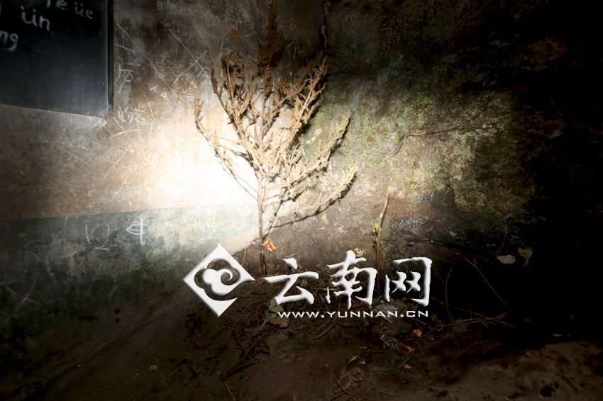 　教室里沒有燈，光線太暗，村民便種下了野蘇麻，希望教室有綠色，讓孩子們看到“希望”。 徐弘毅 攝