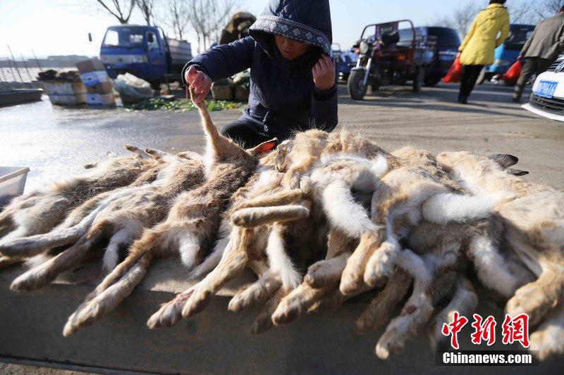 圖為12月14日，104國道靜?？h城附近，家養(yǎng)的大雁和野鴨被擺在一起售賣。田寶希 攝 圖片來源：CF