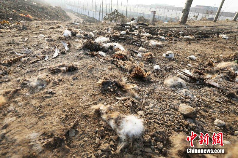 圖為12月1日，104國道靜?？h城附近，野兔的皮毛內(nèi)臟等殘留物散落一地，寒風(fēng)中飄著一股刺鼻的酸臭味。