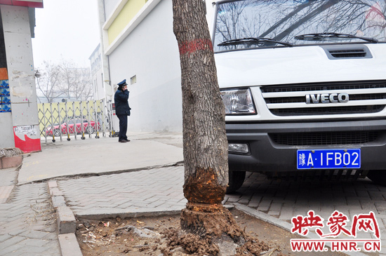 據(jù)了解，這棵樹在一家名叫“蝸牛之家”賓館專用停車場的出口處的南側，與北側的另外一棵白蠟樹有三四米的距