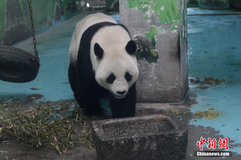 3月17日，河南鄭州動物園內的大熊貓“龍昇”。