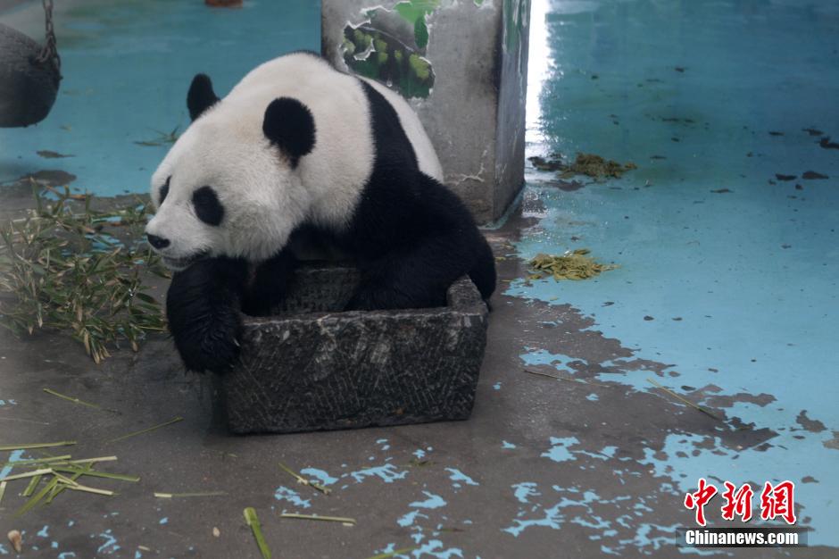 3月17日，河南鄭州動物園內的大熊貓“龍昇”。