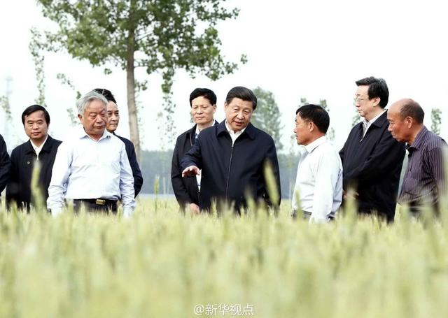 習(xí)近平走進(jìn)糧田,看麥穗灌漿,問農(nóng)田建設(shè)。