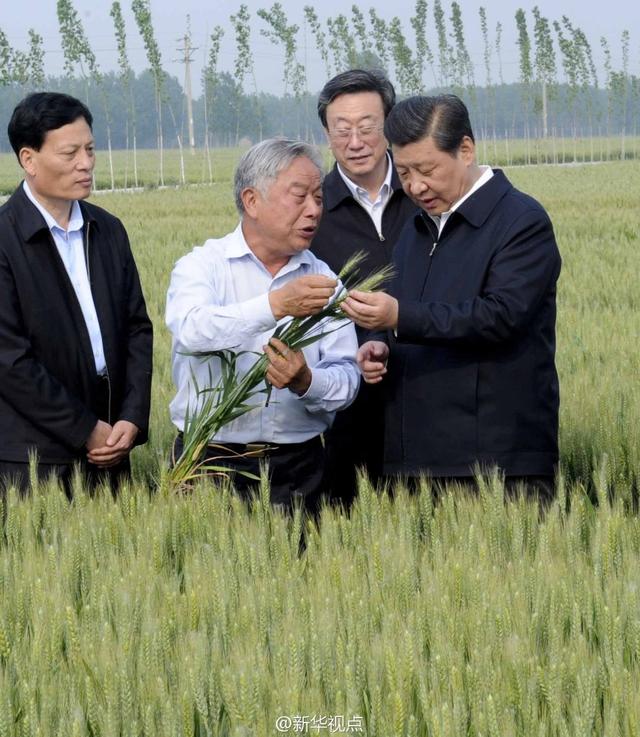 習(xí)近平走進(jìn)糧田,看麥穗灌漿,問農(nóng)田建設(shè)。