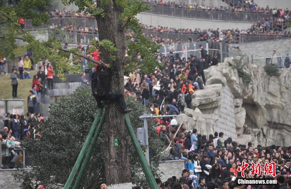重慶一市民為占據(jù)有利位置，爬上銀杏樹觀看自己喜歡的明星。