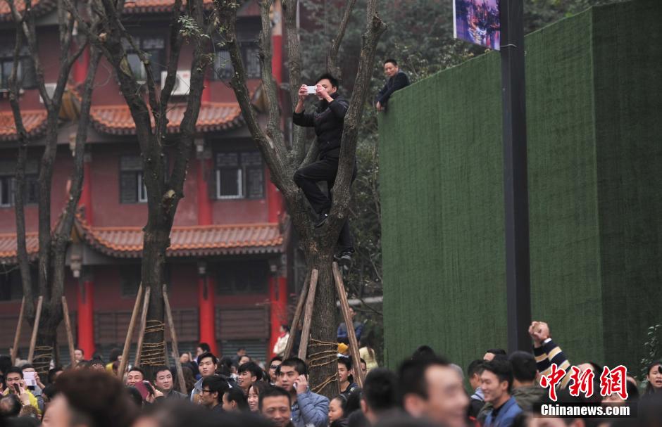 重慶一市民為占據(jù)有利位置，爬上銀杏樹觀看自己喜歡的明星。