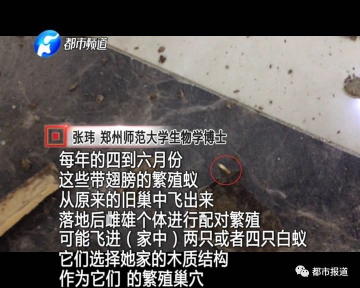 蟻?zhàn)宕筌娙肭郑∈畮兹f裝修的新家被“吃掉”
