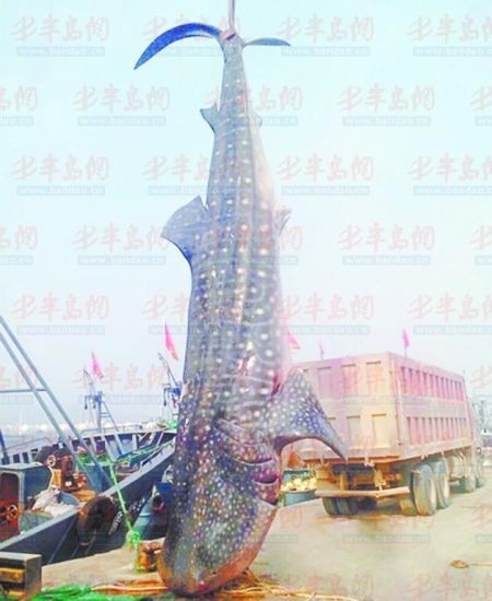 9月8日，日照漁民捕獲的重達(dá)10余噸的鯨鯊。(照片來自大眾網(wǎng))