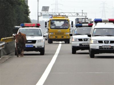 22省取消O牌車(chē)調(diào)查：特權(quán)變相保留 官員照闖紅燈