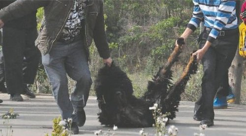 雙流鳳凰村兩只巨型藏獒襲擊村民，民警用手槍將其當(dāng)場(chǎng)擊斃