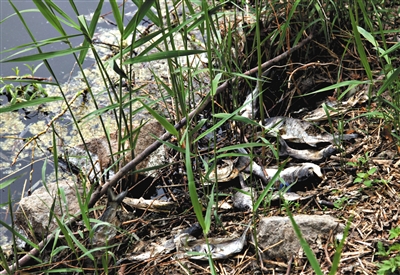 南沙河中漂浮著大量生活垃圾和腐爛水草等物，岸邊出現(xiàn)大量死魚。新京報(bào)記者郭鐵流攝