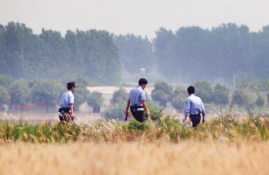 昨日上午，合肥長豐縣雙墩鎮(zhèn)，民警分成小隊在案發(fā)村莊附近麥田搜捕嫌犯。記者劉玉才/攝
