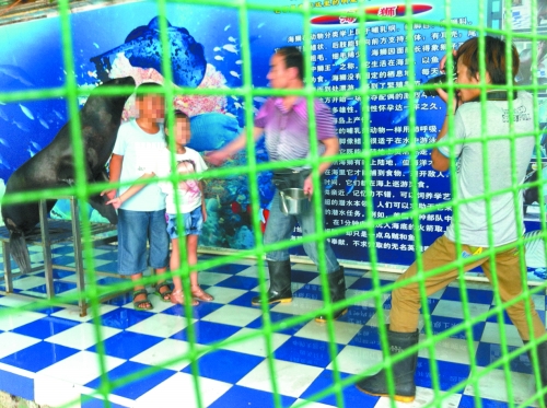 海獅就這樣被飼養(yǎng)員和攝影師擺弄，稍不聽話就會遭到毒打。