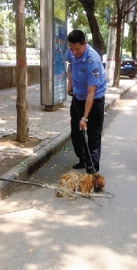 一名隊員拿一根叉子樣的工具，叉住狗狗的脖子