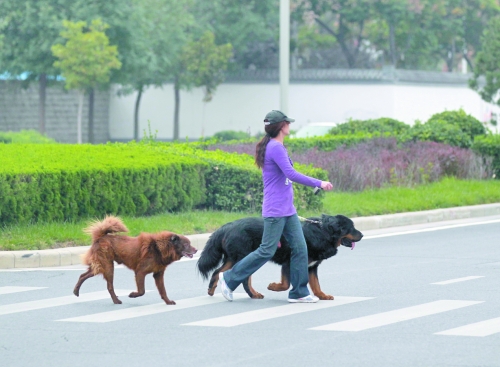 市區(qū)內隨處可見的大型犬
