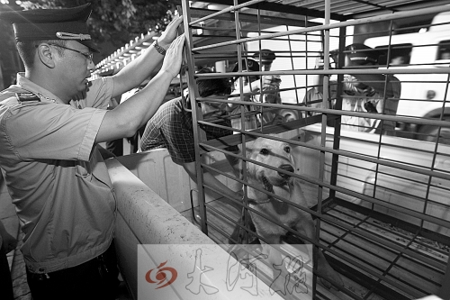 相關部門將加強管理，今年12月起烈性犬一律沒收。 （資料圖）