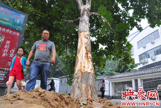 大樹(shù)根部翹起，歪向人行道邊。