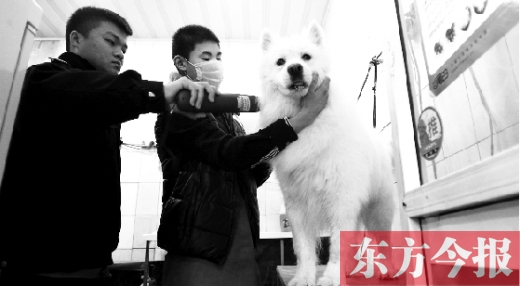 昨天，鄭州城管首次進(jìn)寵物店清查無證犬只