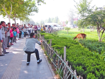 工作人員悄悄走近梅花鹿，準(zhǔn)備發(fā)射麻醉針。