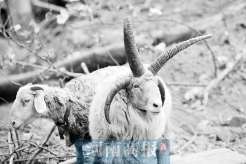“咩……我的原主人說(shuō)，他養(yǎng)了一輩子羊，也沒見過(guò)我這種情況”