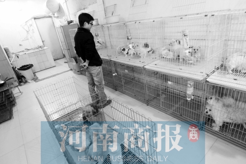 市民反映，淮河路“緣寵”寵物店曾出售疑似患病的狗