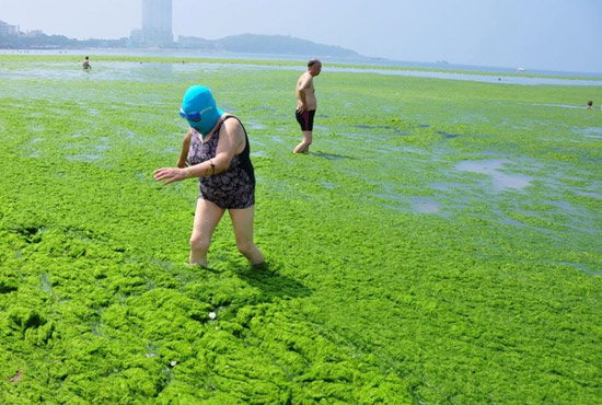 2013年7月3日，山東青島青島高溫來(lái)襲，“青島大媽”不懼滸苔，戴著“強(qiáng)盜面具”出現(xiàn)在海水浴場(chǎng)消暑降