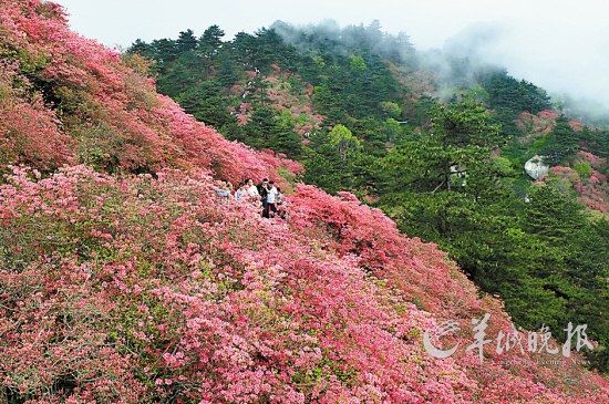 　　湖北麻城龜峰山10萬畝連片野生杜鵑。