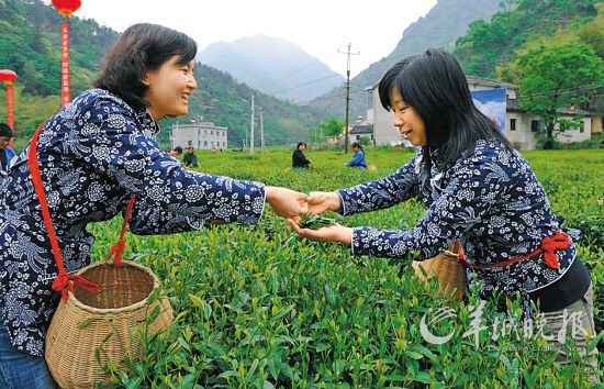 　　名茶六安瓜片原產(chǎn)地,游客身穿采茶女服裝在茶園體驗(yàn)采摘新茶的樂趣。