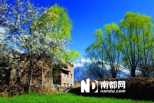 　　三月里,川西北的梨花盛放,寨子、碉樓、梨花……構成最美的丹巴風光。