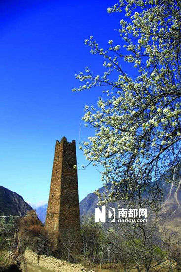 　　丹巴的碉樓與梨花互相輝映。