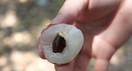 　　這就是傳說(shuō)中的瓤肉瑩白如冰雪,漿液甘酸如醴酪。大家一下就摘了半筐。