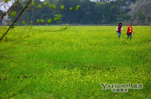 　　英德國(guó)家森林公園是廣東唯一的油菜花主題旅游景區(qū)。(圖片來(lái)源:CFP)