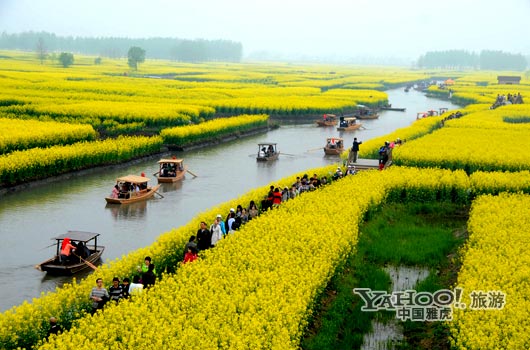 　　興化的油菜花最讓人心醉,因?yàn)闆](méi)有一個(gè)地方能把油菜花和水景結(jié)合得如此到位。(圖片來(lái)源:CFP)