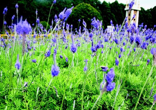 　　日月潭九族文化村內(nèi)水沙連歐洲花園園區(qū)內(nèi)數(shù)十萬株熏衣草,已開得美不勝收,令游客陶醉。