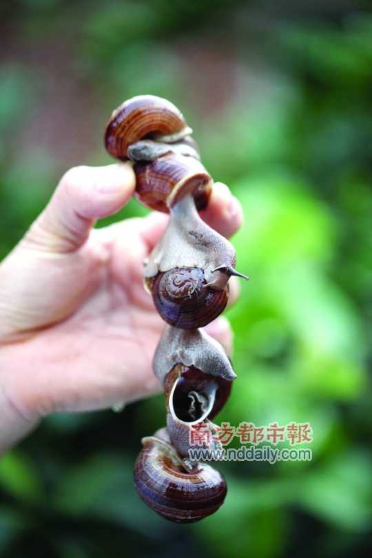 廣西的野生蝸牛追求原汁原味，做法也非常精簡(jiǎn)。