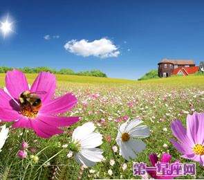 十二星座代表什么花？