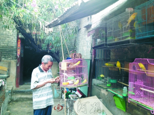郭家大院的看護(hù)人郭天育老人在給鸚鵡喂食，對大院，他很不舍。