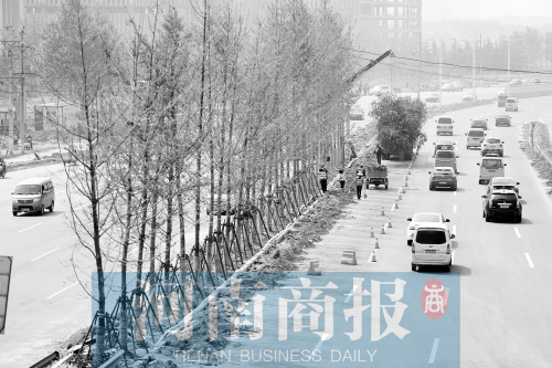 　西三環(huán)化工路，工人正在車道中間種植銀杏樹