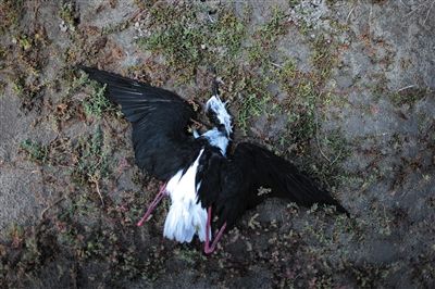 死去的鳥兒達(dá)到200多只，還有鳥兒在湖邊淤泥中掙扎著。