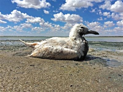 死去的鳥兒達(dá)到200多只，還有鳥兒在湖邊淤泥中掙扎著。
