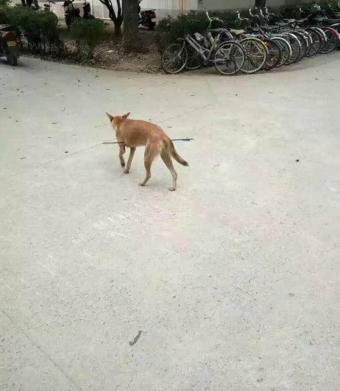 華科大校園內(nèi)，一條流浪狗腹部被箭射穿，地上留著斑斑血跡。