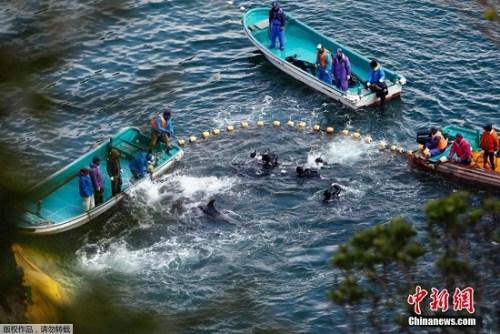 當?shù)貢r間2014年1月21日，日本太地“海豚灣”，日本漁民圍捕入網(wǎng)的海豚。 據(jù)報道，在一年一度的海豚圍捕活動中，已有數(shù)百海豚被獵殺。