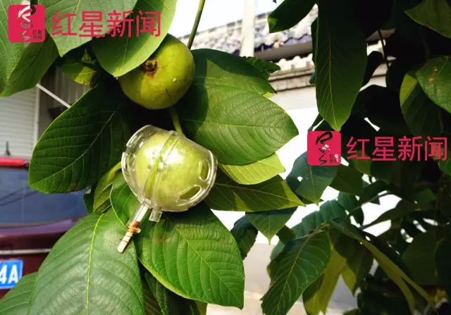 文玩核桃遇冷由幾萬一對降到5元沒人要？商戶否認