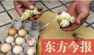 昨天上午，鄭州市紫東苑小區(qū)一住戶家的烏雞蛋竟然孵出了小雞