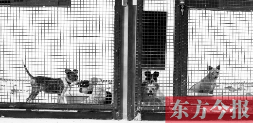 被主人遺棄的小狗暫時(shí)寄居在鄭州市犬只收容中心內(nèi)，如果沒(méi)有人來(lái)認(rèn)領(lǐng)，他們將被處以安樂(lè)死