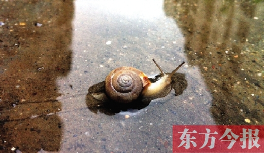堵車俺不怕，就怕發(fā)大水，這不，一大早蹚水過街，現(xiàn)在已經(jīng)是下午了，俺還在馬路中間呢