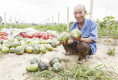 種的是“三白瓜”，長(zhǎng)出來的瓜非常雜，其中最多的是本地甜面瓜，俗稱“一窩猴”