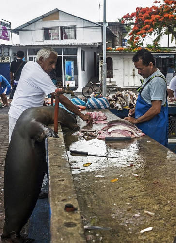 海獅變魚(yú)攤?？?排隊(duì)“購(gòu)買”金槍魚(yú)