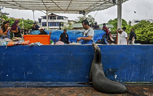 海獅變魚(yú)攤?？?排隊(duì)“購(gòu)買”金槍魚(yú)